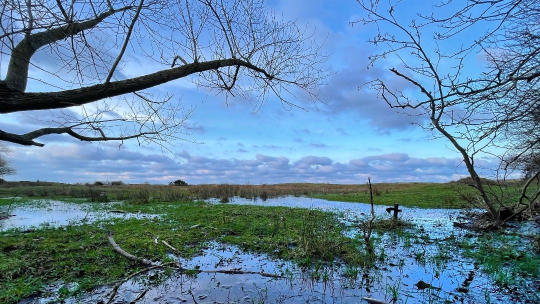 A wetland at the edge of a forest