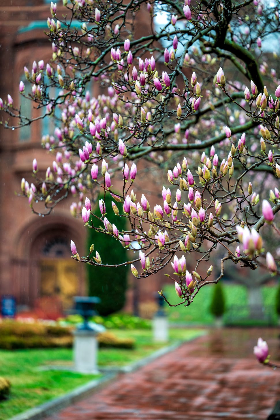 Cherry Blossom Watch Update: March 12, 2026