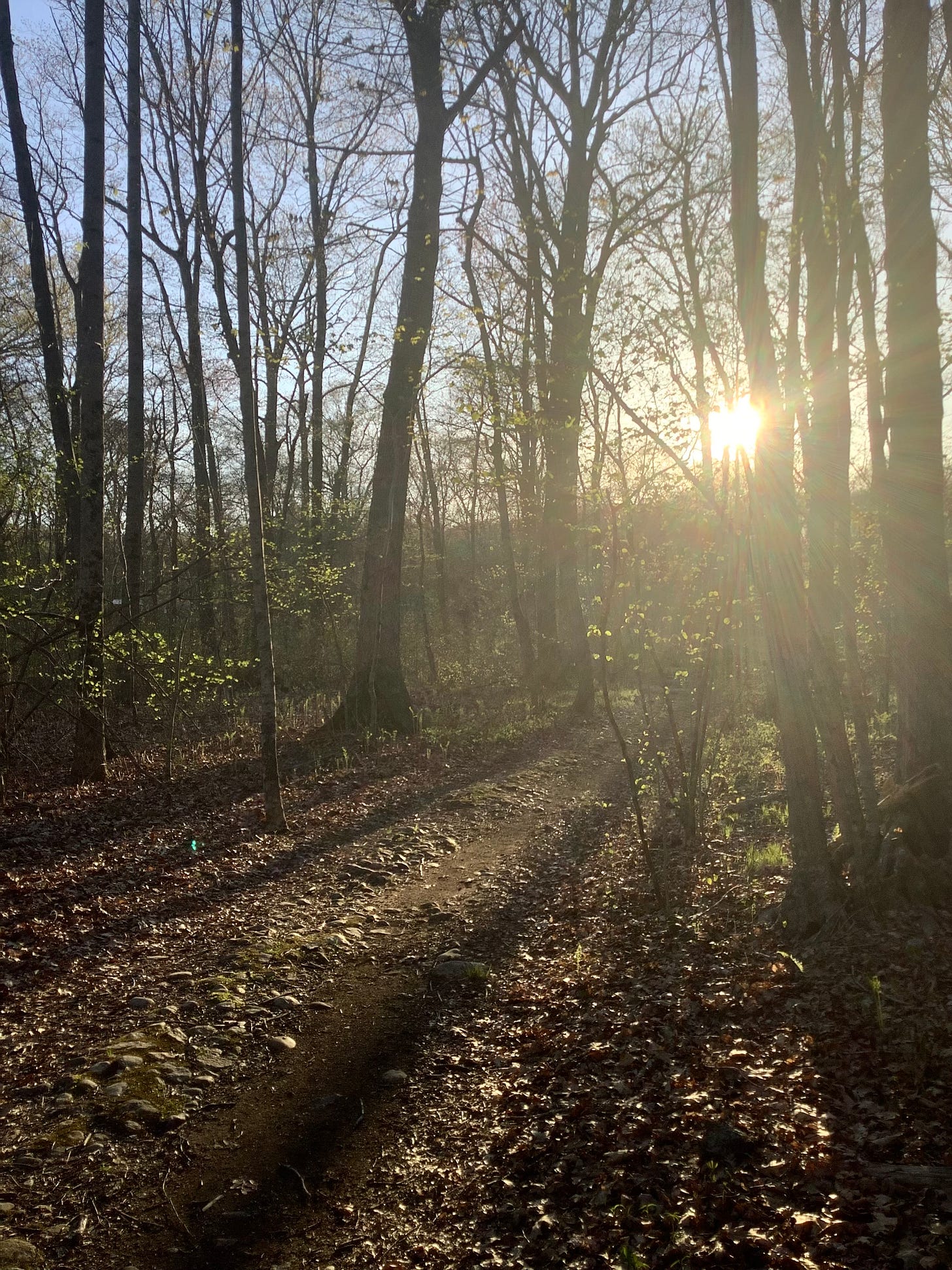 view of sun setting through the spring forest trees with green leaves starting to bud