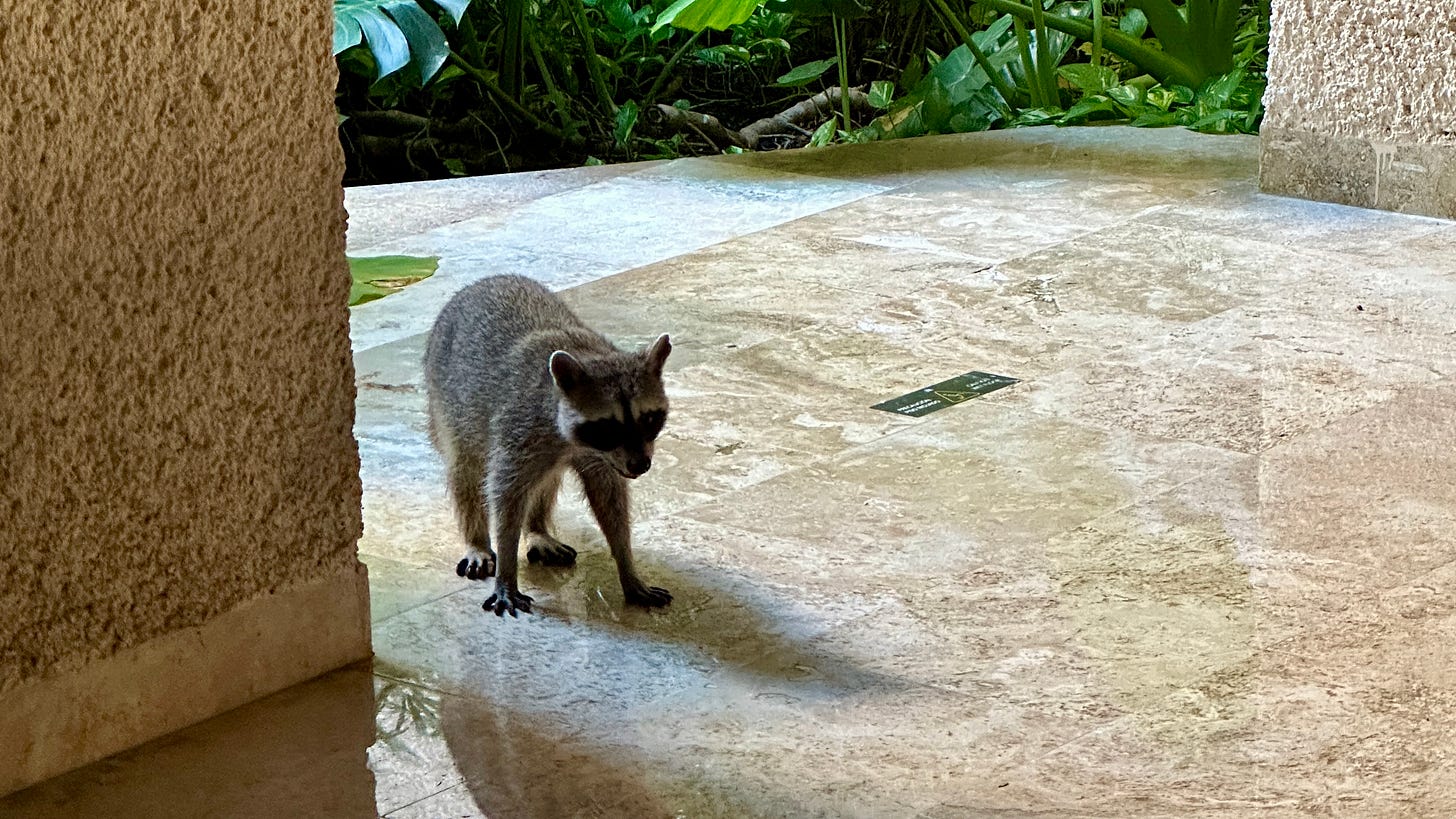 Raccoon at a resort in Mexico
