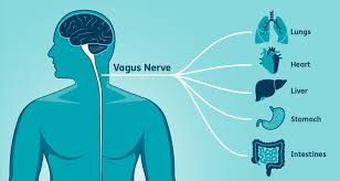 The Vagus Nerve — The Pelvic Studio ...