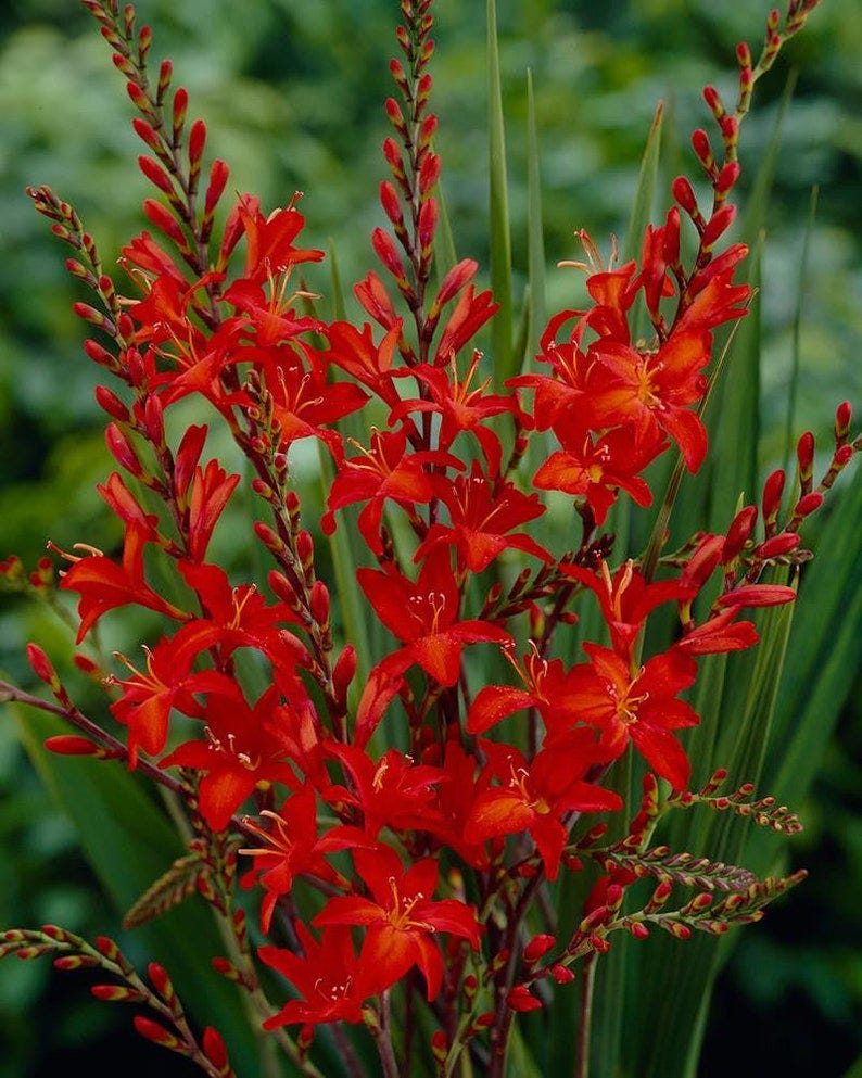 May include: A cluster of bright red crocosmia flowers with green foliage in the background.