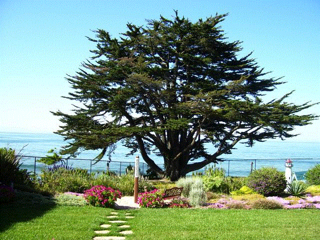 Arbol Ciprés adjunto al mar