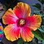 Joyce Kinnear's avatar