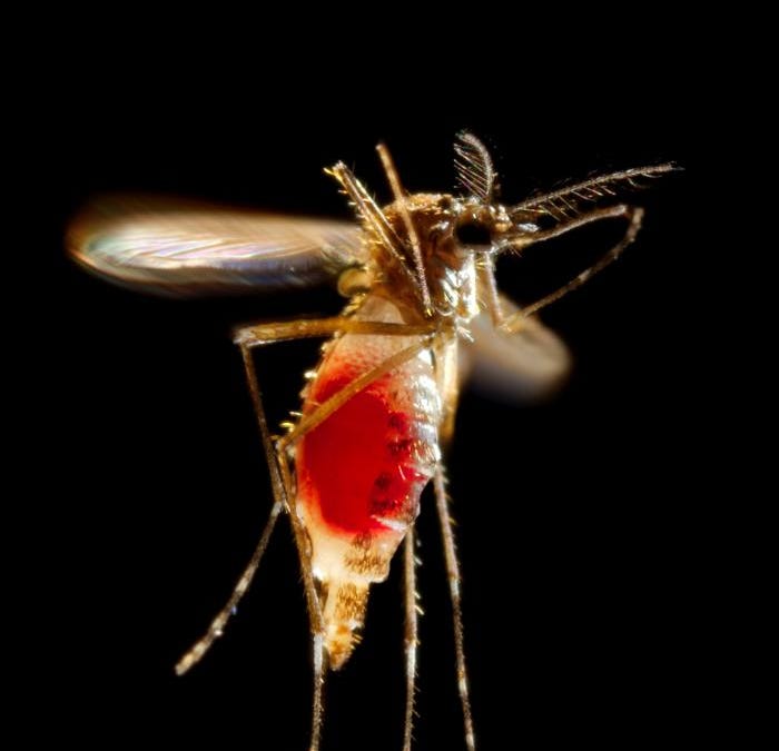 New Caledonia Dengue Epidemic Surpasses 1,000 Cases – Outbreak News Today - News Directory 3