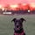 Playing Fetch at Dawn