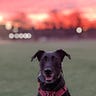 Playing Fetch at Dawn
