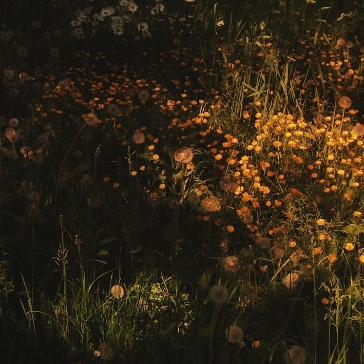 lina's dandelion field