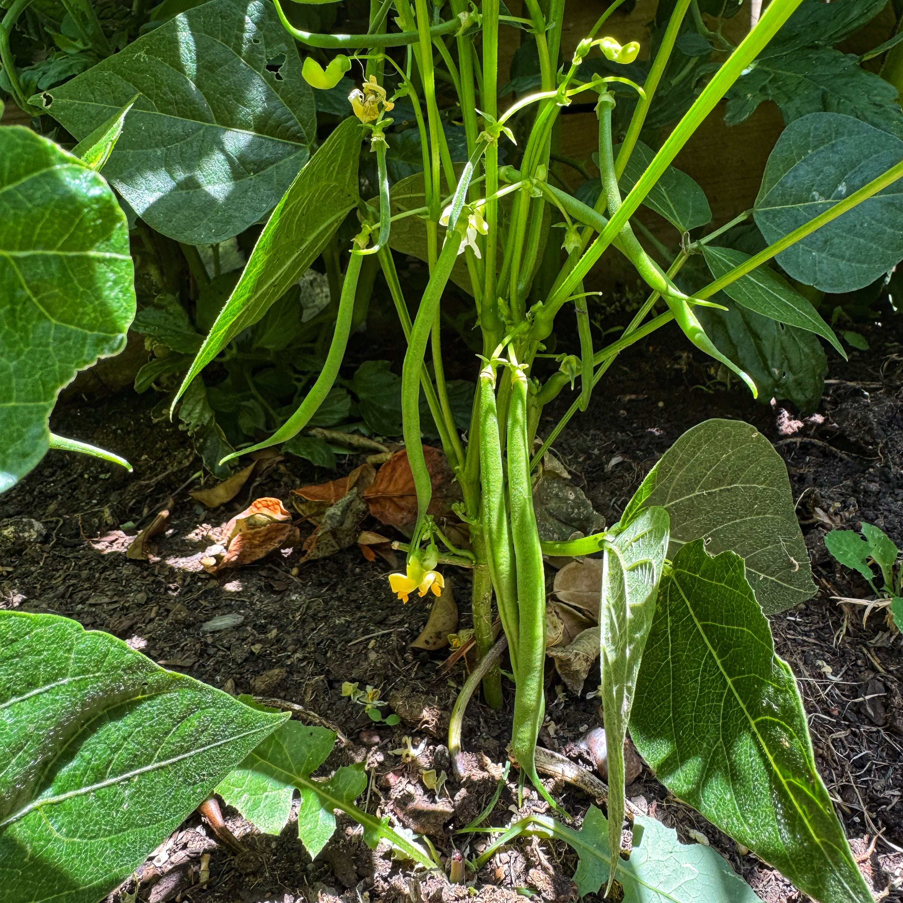 snow . sunflowers . dairy free is not for me!, image size:3024x3024