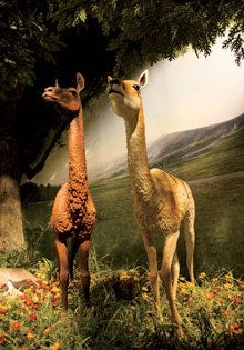 Image may contain Animal and Mammal Image may contain Animal and Mammal