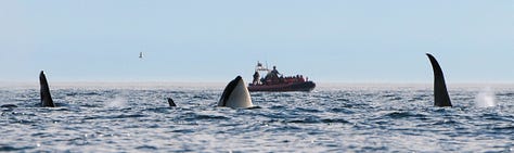 Orcas spyhopping