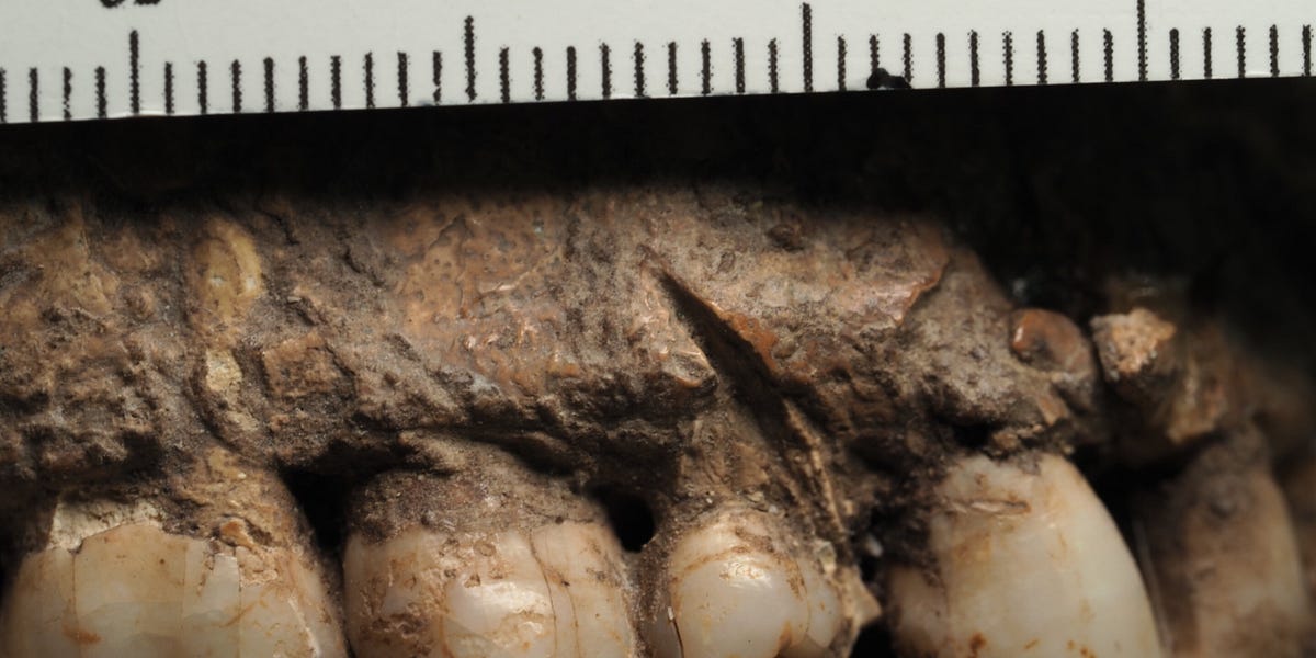 Neanderthals and Homo Sapiens Shared Tools and Shells at Turkish Cave