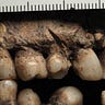 Anthropology.net
