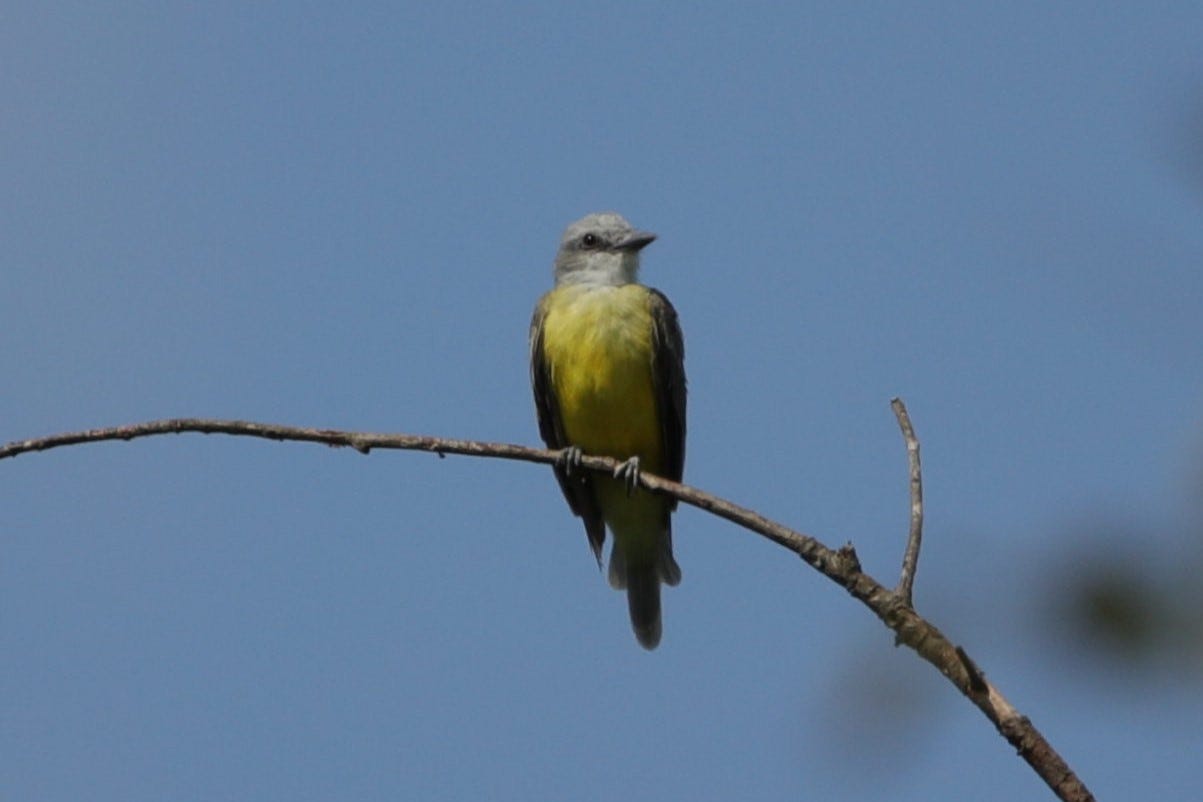 Against a blue sky, perched on a slender, gray branch that curves across the bottom third of the frame, a kingbird faces the camera, head turned to the right. The kingbird is slightly soft, not out of focus, but not in sharp focus either. The kingbird has a pale yet saturated, bright yellow belly and breast, folded gray wings, a white face with a smudge of gray under the eye, a dark gray eyestripe, and short yet pointy graphite-gray bill.