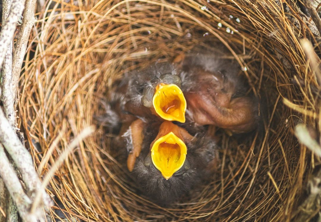 A bird nest with two baby birds in it (Photo by Zach Lezniewicz)