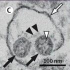 Poisoned Cell-Culture "Art", The McCullough Method