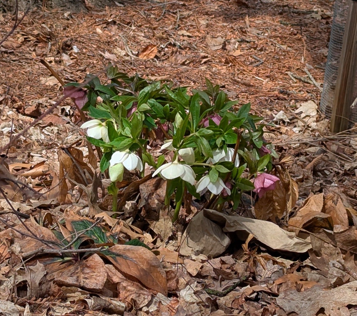 hellebores