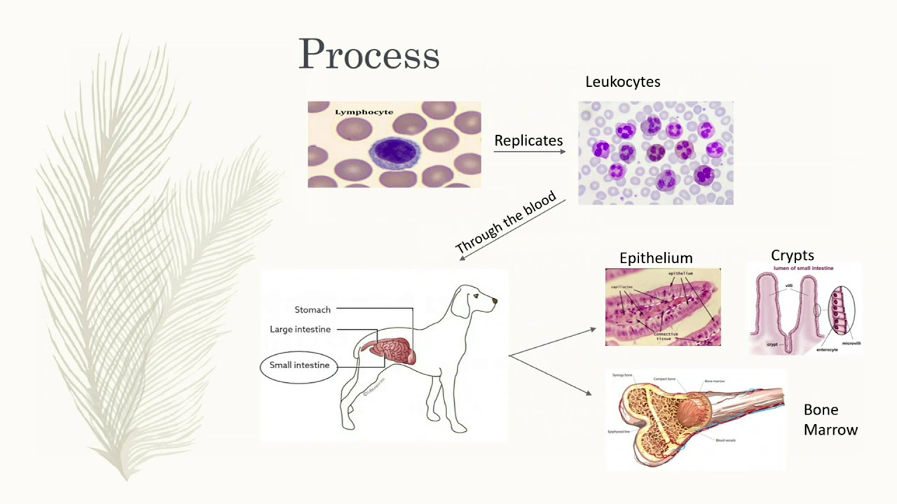 Latest Research & Publications on Canine Parvovirus