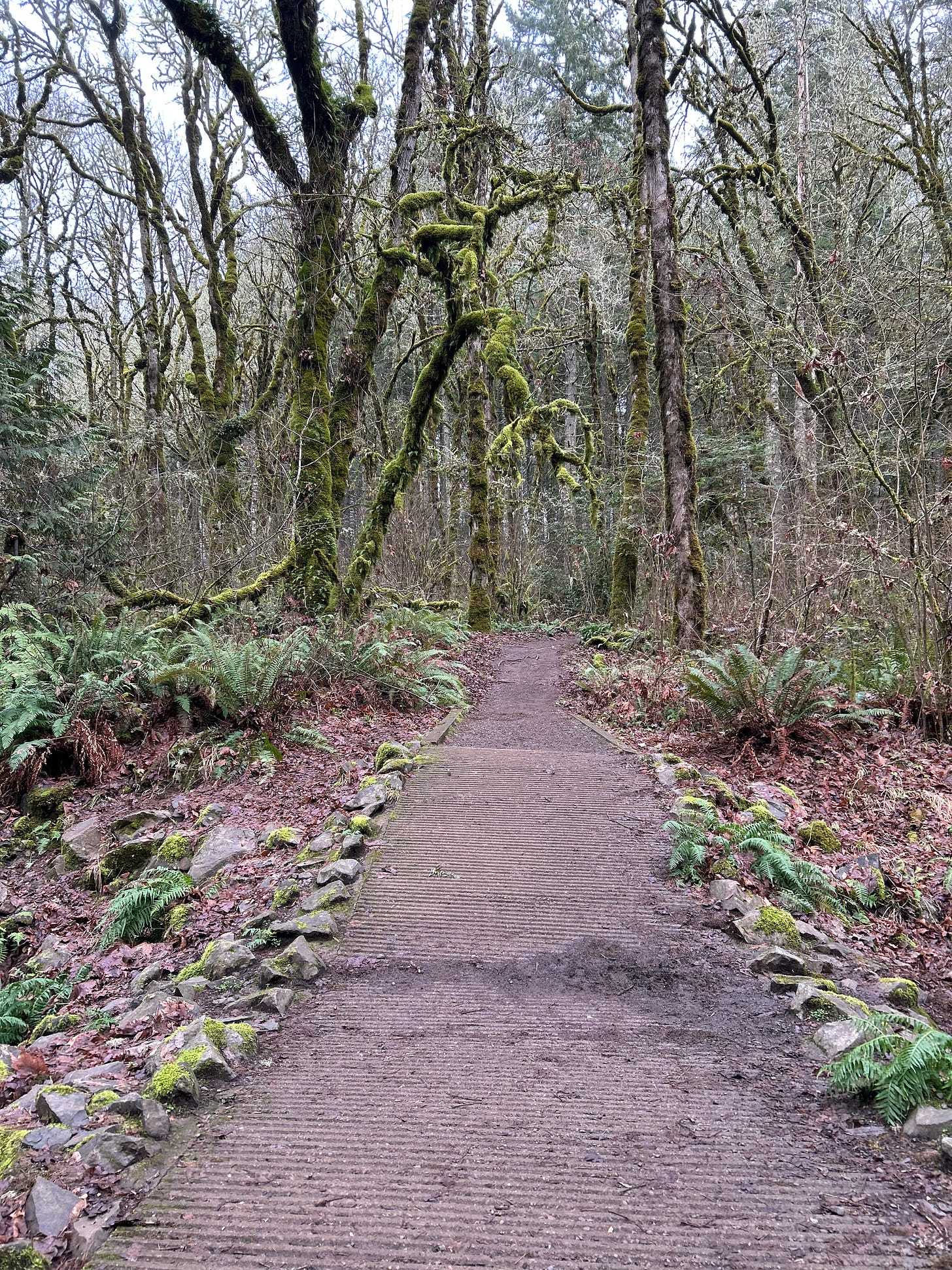 A path through a forest, tall moss-covered trees on either side