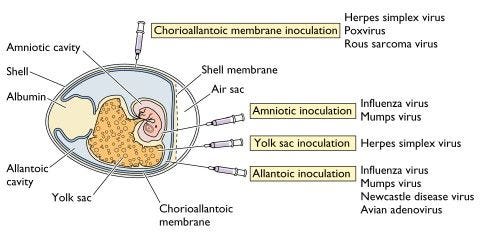 Embroyonated Egg culture for Viruses