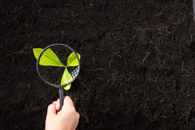 Top view of hand holding magnifying glass over sapling