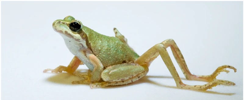 A green frog with a pale belly, sitting on a neutral surface. Protruding from its rump are two extra, spindly legs. 