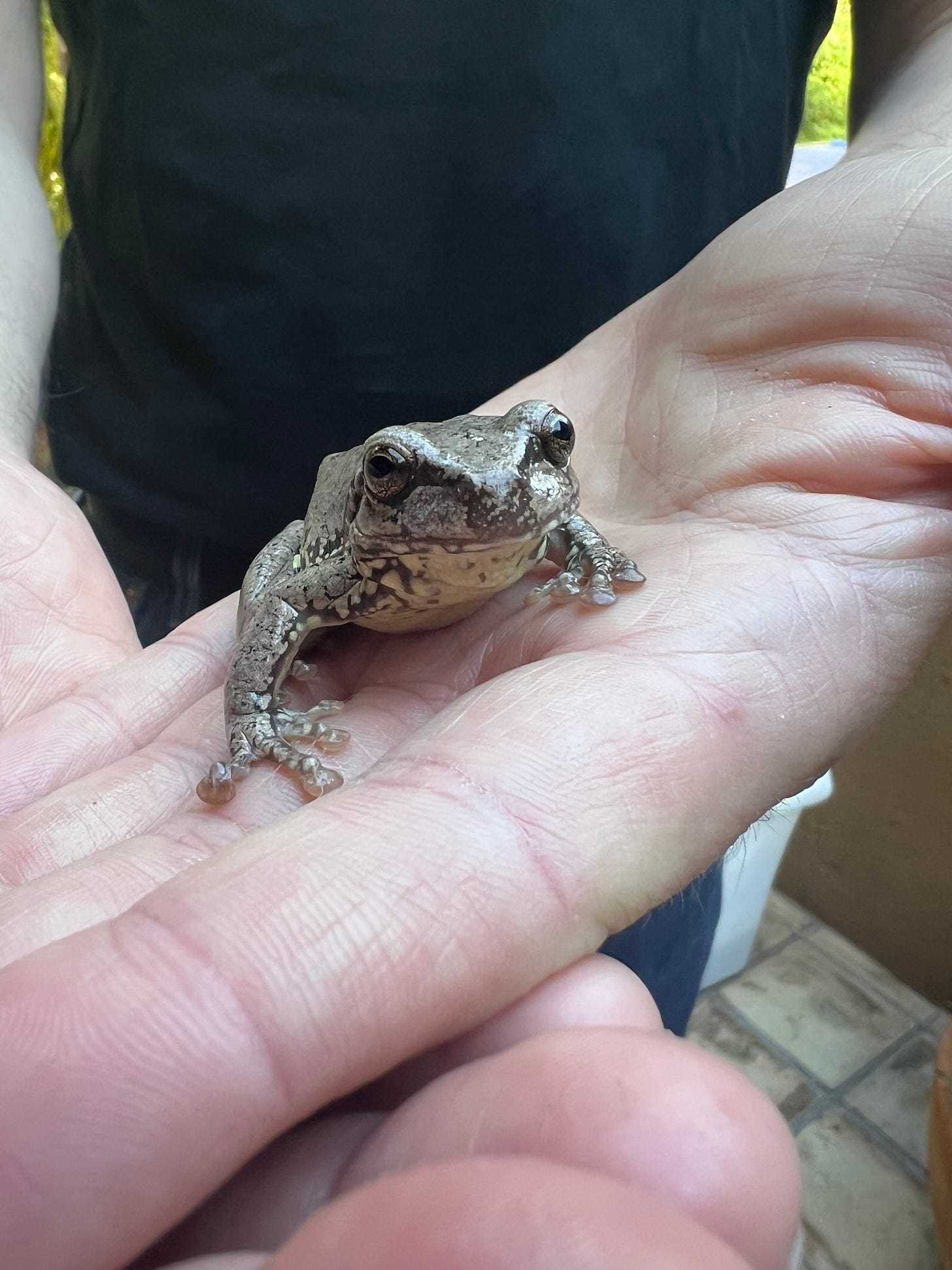 A tree frog being held in a pair of hands.