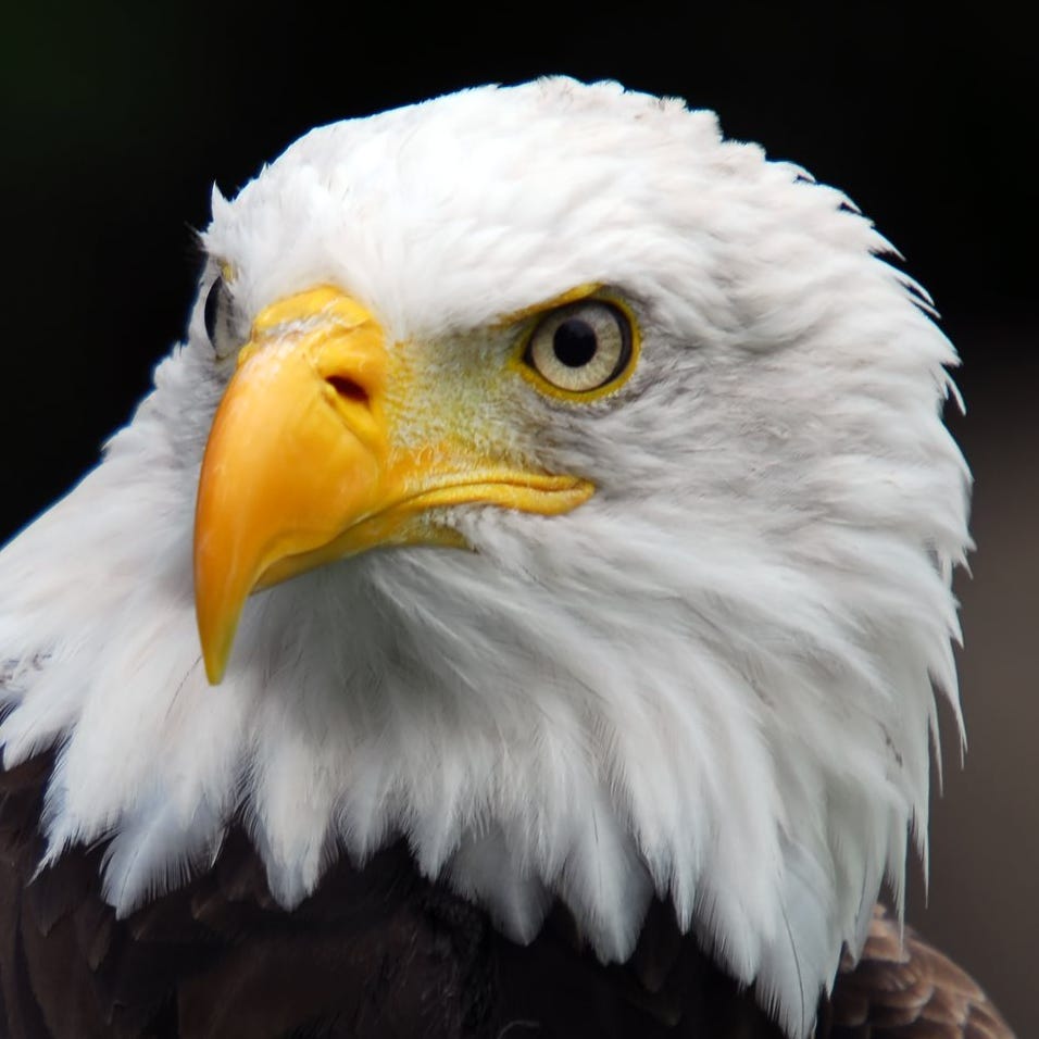 Artwork for The Only Man on Earth: Allegory of the Earth's Mind Control