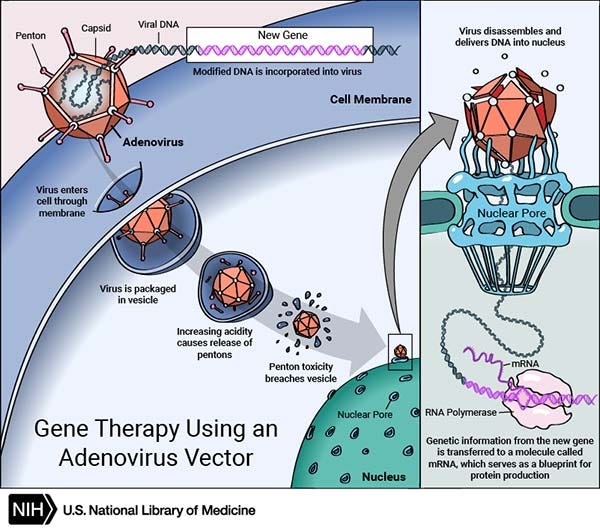 Some gene therapies employ viruses to deliver new genes. Other approaches such as CRISPR can directly modify the genes of a living organism. Some gene therapies employ viruses to deliver new genes. Other approaches such as CRISPR can directly modify the genes of a living organism.
