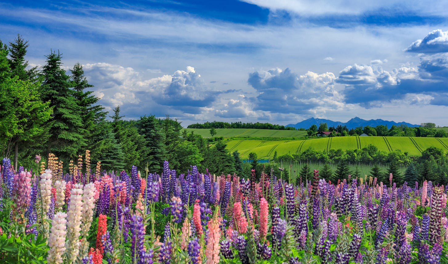 A vibrant landscape photo with lush colorful flowers in the foreground, green fields and trees in the background, and a lovely blue cloudy sky too.