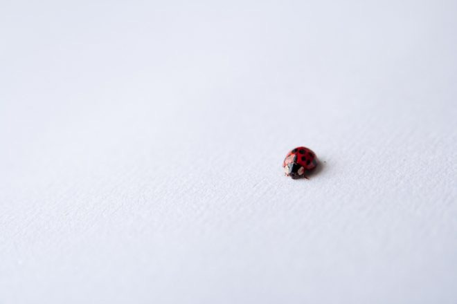 Small ladybug Small ladybug