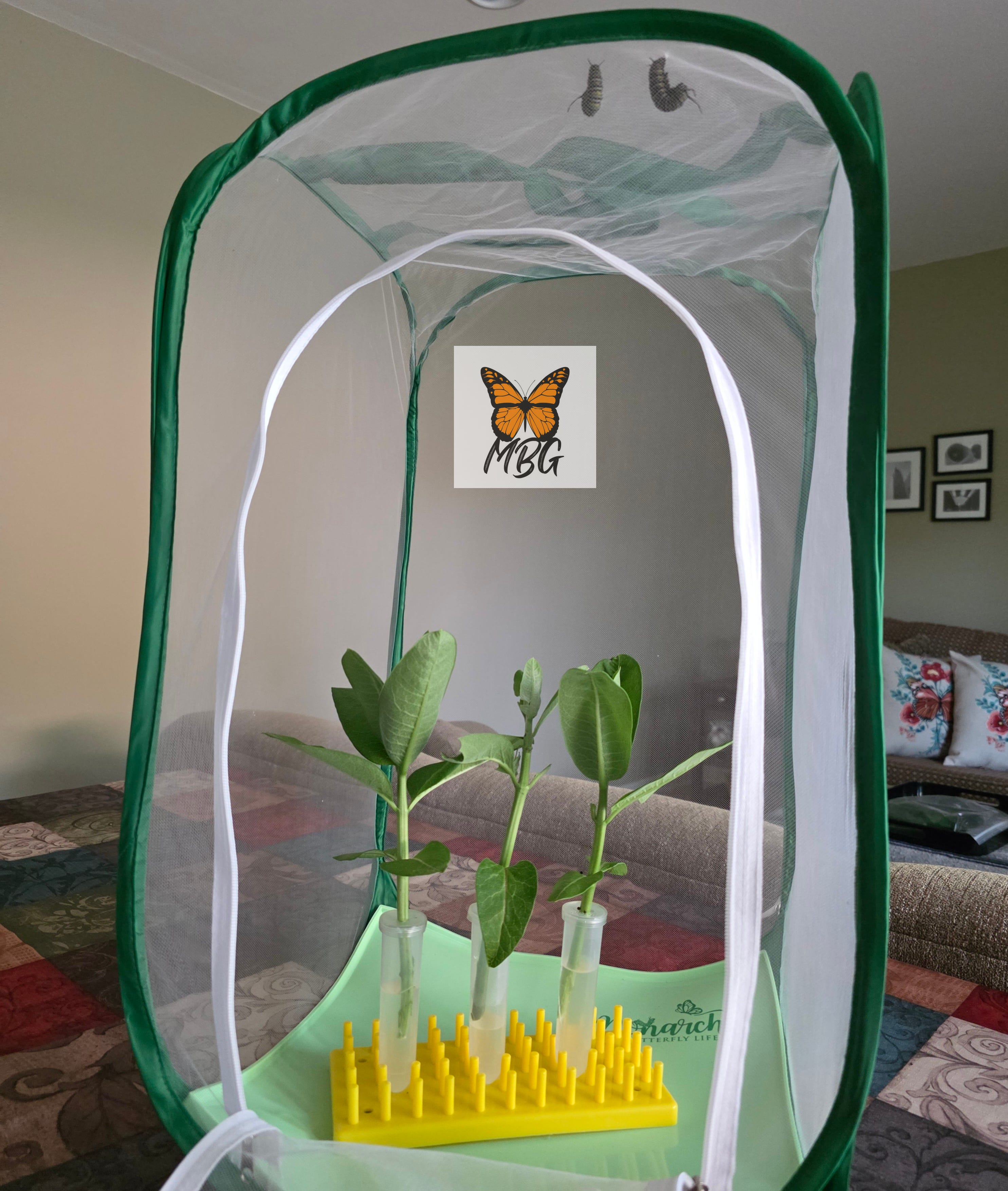 Monarch caterpillars: How to satisfy their ravenous hunger