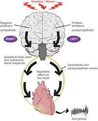 autonomic nervous system ...