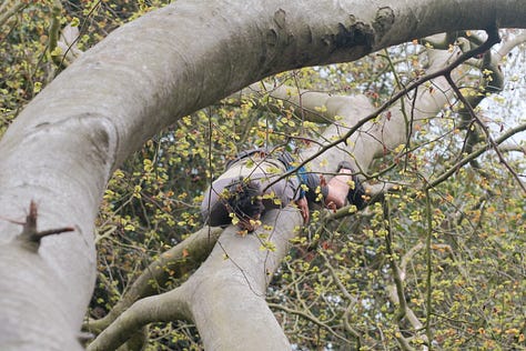 Treeverse Workshop in Hamstead Heath