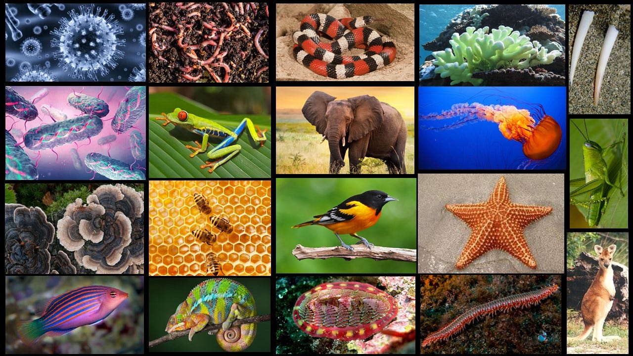 Department of Zoology - St. Albert's College (Autonomous), Kochi, Ernakulam Department of Zoology - St. Albert's College (Autonomous), Kochi, Ernakulam