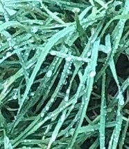 A small selection of rainoccluded leaves ripe with dew.