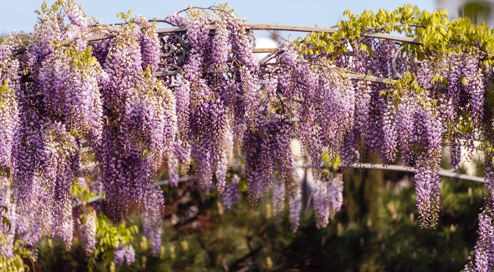 wisteria blue dream Blue Moon Reblooming Wisteria
