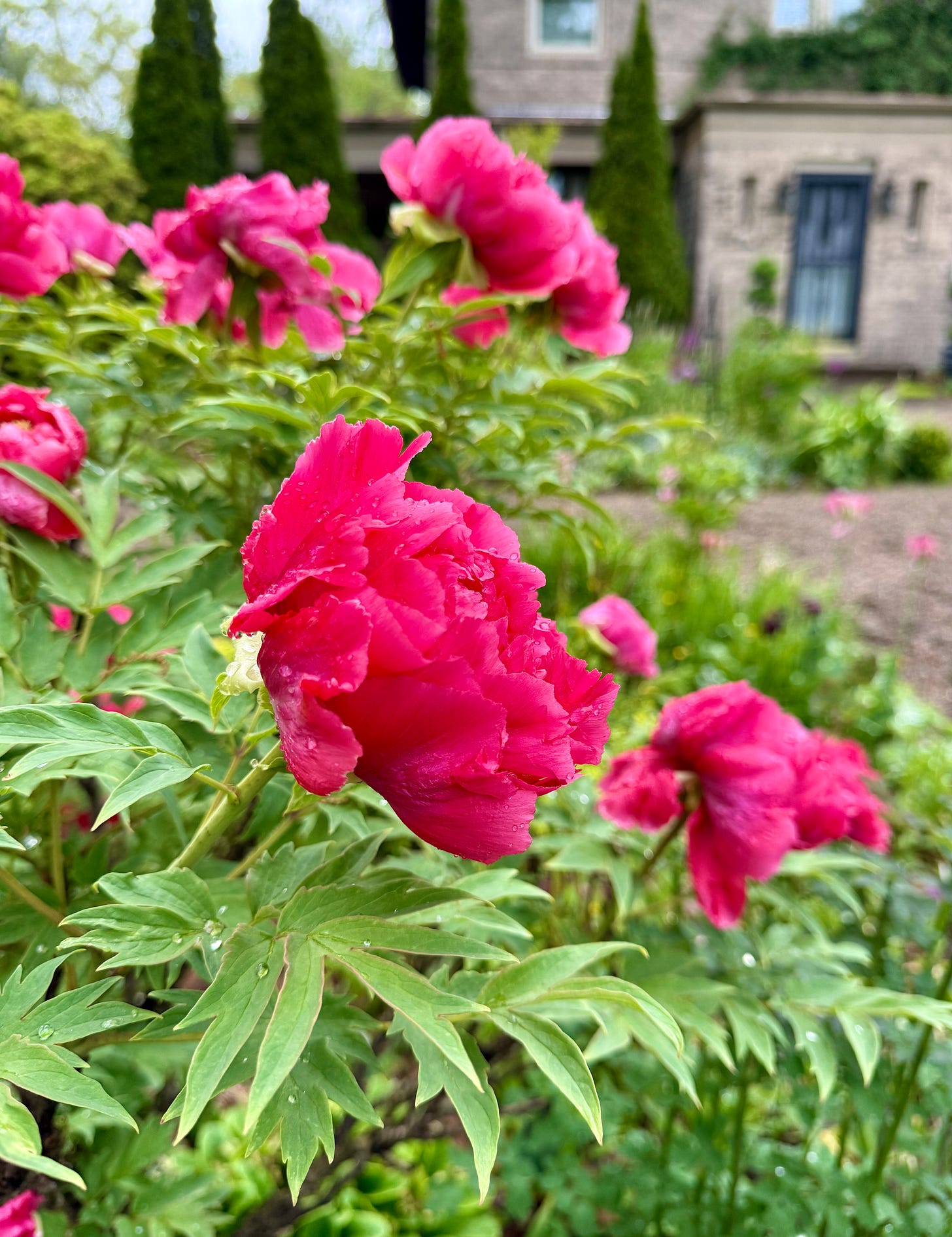Tree peony in the rain and still attracting bees in the Cottage Garden. 