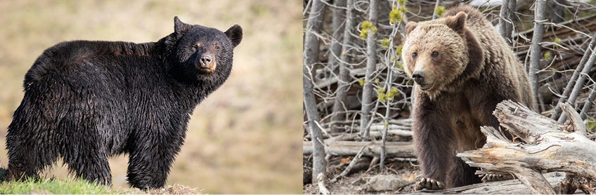 2 bears, grizzly and black bear