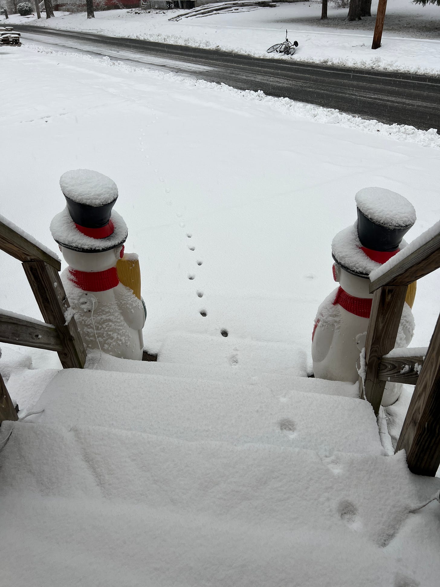 cat paw prints in the snow