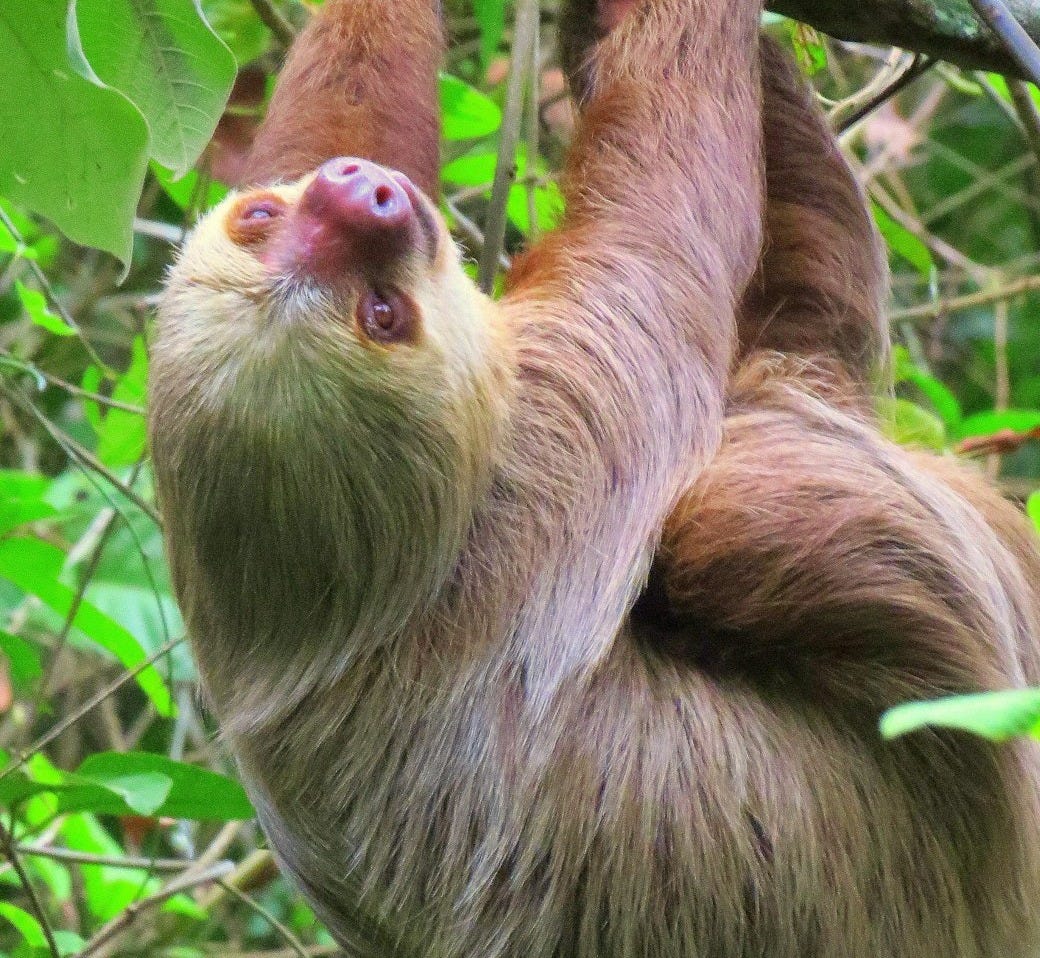 brown and white monkey on green leaves during daytime brown and white monkey on green leaves during daytime