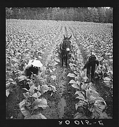 Tobacco in Caswell County, North Carolina