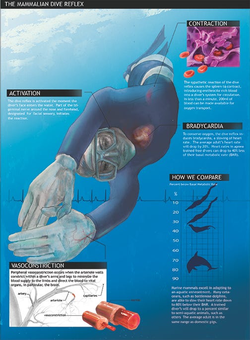 Dive Reflex Infographic LMOORE – Lindsay K. Moore