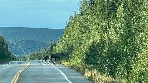 Photos of Bighorn sheep, caribou, wood bison, Canadian lynx, moose, black bear