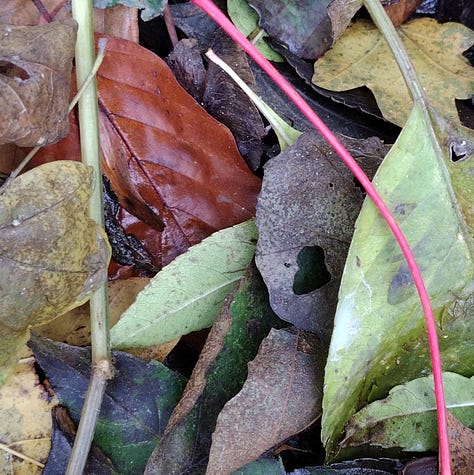 Reds: Cock combs; warnings signs; leaf stems