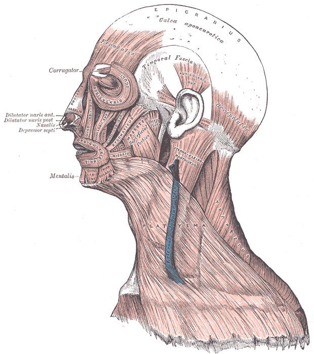 Muscles of the Head, Face, and Neck Muscles of the Head, Face, and Neck