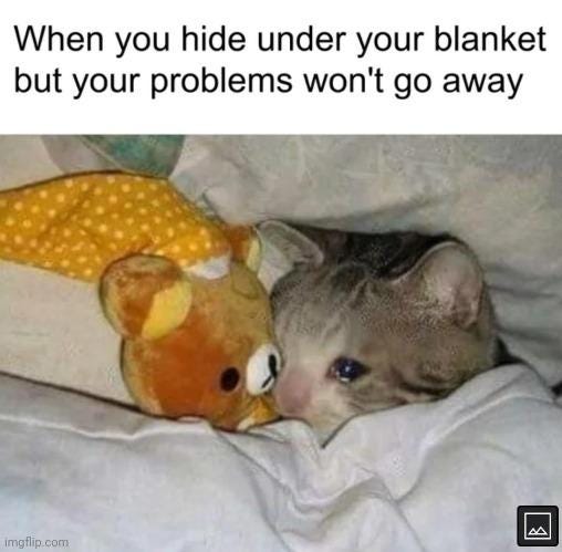 Image tagged in memes,problems,crying cat,blanket - Imgflip Image tagged in memes,problems,crying cat,blanket - Imgflip