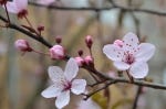 cherryblossom