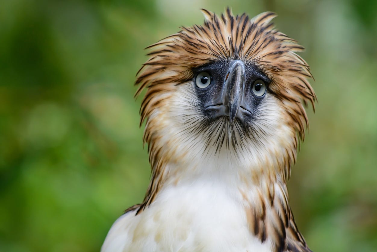 Philippine Eagle closeup