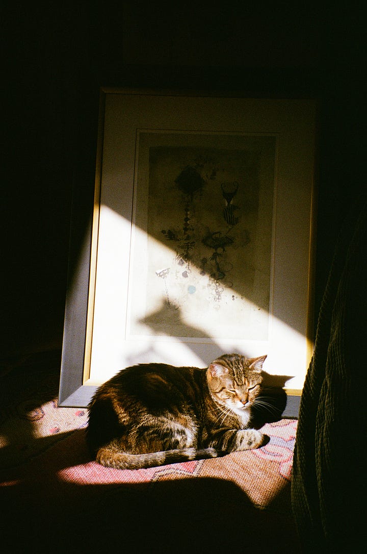 Gorgeous brown tabby cat. She's laying in front of a sun-lit, framed Japanese Print that takes up all of the background. She is napping. Then awake.